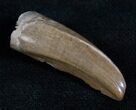 Nice Tyrannosaur Premax Tooth - Montana #13868-3